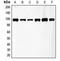 Fibroblast Growth Factor Receptor 3 antibody, LS-C352196, Lifespan Biosciences, Western Blot image 