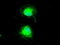 Cancer/Testis Antigen 1B antibody, LS-C114597, Lifespan Biosciences, Immunofluorescence image 