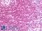 Gamma-interferon-inducible protein 16 antibody, LS-B11853, Lifespan Biosciences, Immunohistochemistry frozen image 