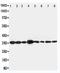 LIM and SH3 domain protein 1 antibody, PA1791, Boster Biological Technology, Western Blot image 