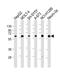 Cholinergic Receptor Nicotinic Alpha 4 Subunit antibody, PA5-72290, Invitrogen Antibodies, Western Blot image 