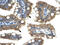 Cholinergic Receptor Nicotinic Alpha 1 Subunit antibody, AVARP13084_P050, Aviva Systems Biology, Immunohistochemistry frozen image 