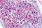 OPN5 antibody, MBS243439, MyBioSource, Immunohistochemistry frozen image 