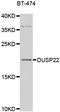 Dual Specificity Phosphatase 22 antibody, LS-C346326, Lifespan Biosciences, Western Blot image 