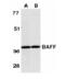 B lymphocyte stimulator antibody, ALX-210-799-C100, Enzo Life Sciences, Western Blot image 