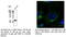 Ras-related protein Rab-3 antibody, AB10032-200, SICGEN, Immunofluorescence image 