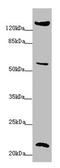 Peptidylprolyl Isomerase F antibody, orb41546, Biorbyt, Western Blot image 