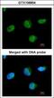 U2 Small Nuclear RNA Auxiliary Factor 1 antibody, GTX106854, GeneTex, Immunocytochemistry image 