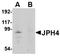 Junctophilin 4 antibody, orb75106, Biorbyt, Western Blot image 