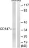 Basigen antibody, TA312513, Origene, Western Blot image 