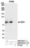 DEAD-Box Helicase 1 antibody, A300-521A, Bethyl Labs, Immunoprecipitation image 