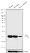 Somatostatin antibody, 701935, Invitrogen Antibodies, Western Blot image 