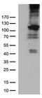 RB Transcriptional Corepressor 1 antibody, CF805648, Origene, Western Blot image 