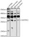 Sclerostin Domain Containing 1 antibody, 16-546, ProSci, Western Blot image 