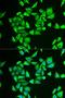 Phosphoglucomutase 1 antibody, LS-C334625, Lifespan Biosciences, Immunofluorescence image 