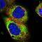 Cilia And Flagella Associated Protein 161 antibody, NBP2-14378, Novus Biologicals, Immunofluorescence image 