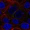 KIAA1324 antibody, NBP2-57699, Novus Biologicals, Immunofluorescence image 