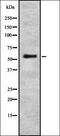 Dentin matrix acidic phosphoprotein 1 antibody, orb337621, Biorbyt, Western Blot image 