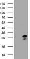 Zinc Finger AN1-Type Containing 5 antibody, CF800481, Origene, Western Blot image 