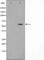 Cell Division Cycle 25A antibody, abx010536, Abbexa, Western Blot image 