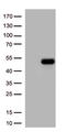 ATF4 antibody, CF812797, Origene, Western Blot image 