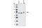 Yes Associated Protein 1 antibody, 4912S, Cell Signaling Technology, Western Blot image 