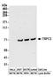 Transient Receptor Potential Cation Channel Subfamily C Member 3 antibody, A304-379A, Bethyl Labs, Western Blot image 