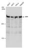 Replication Timing Regulatory Factor 1 antibody, GTX131889, GeneTex, Western Blot image 