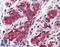 FA Complementation Group C antibody, LS-B4086, Lifespan Biosciences, Immunohistochemistry frozen image 