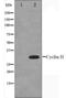 Cyclin-H antibody, orb224397, Biorbyt, Western Blot image 