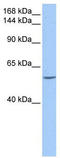 Dynein Light Chain LC8-Type 1 antibody, TA340091, Origene, Western Blot image 