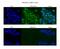 Serine/threonine-protein phosphatase 1 regulatory subunit 10 antibody, PA5-41758, Invitrogen Antibodies, Immunofluorescence image 