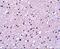 Neurotrypsin antibody, A10045, Boster Biological Technology, Immunohistochemistry frozen image 