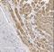 Myosin-6 antibody, NBP2-36746, Novus Biologicals, Immunohistochemistry frozen image 