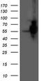 Histidyl-TRNA Synthetase 2, Mitochondrial antibody, TA503817, Origene, Western Blot image 