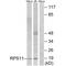 Ribosomal Protein S11 antibody, A07622, Boster Biological Technology, Western Blot image 