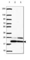 Basic Transcription Factor 3 antibody, NBP2-49225, Novus Biologicals, Western Blot image 