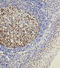 POU domain class 2-associating factor 1 antibody, LS-C312663, Lifespan Biosciences, Immunohistochemistry paraffin image 