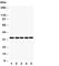 E2F Transcription Factor 6 antibody, R30909, NSJ Bioreagents, Western Blot image 