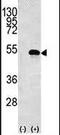 Creatine Kinase B antibody, PA5-13810, Invitrogen Antibodies, Western Blot image 