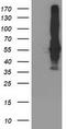 SEC14 Like Lipid Binding 2 antibody, LS-C173314, Lifespan Biosciences, Western Blot image 
