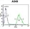 Paralemmin 3 antibody, abx026423, Abbexa, Western Blot image 