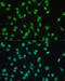 Nuclear receptor subfamily 1 group I member 2 antibody, 16-843, ProSci, Immunofluorescence image 