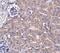 Ubiquilin-4 antibody, NBP1-77054, Novus Biologicals, Immunohistochemistry frozen image 