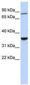 Ring Finger Protein 207 antibody, TA331491, Origene, Western Blot image 