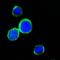 Regenerating Family Member 1 Alpha antibody, orb89410, Biorbyt, Immunofluorescence image 
