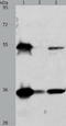 HAP antibody, TA324019, Origene, Western Blot image 