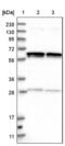 Glomulin, FKBP Associated Protein antibody, NBP2-14054, Novus Biologicals, Western Blot image 