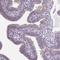 Von Willebrand Factor A Domain Containing 3B antibody, HPA036700, Atlas Antibodies, Immunohistochemistry frozen image 