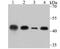 Creatine kinase B-type antibody, A01695, Boster Biological Technology, Western Blot image 